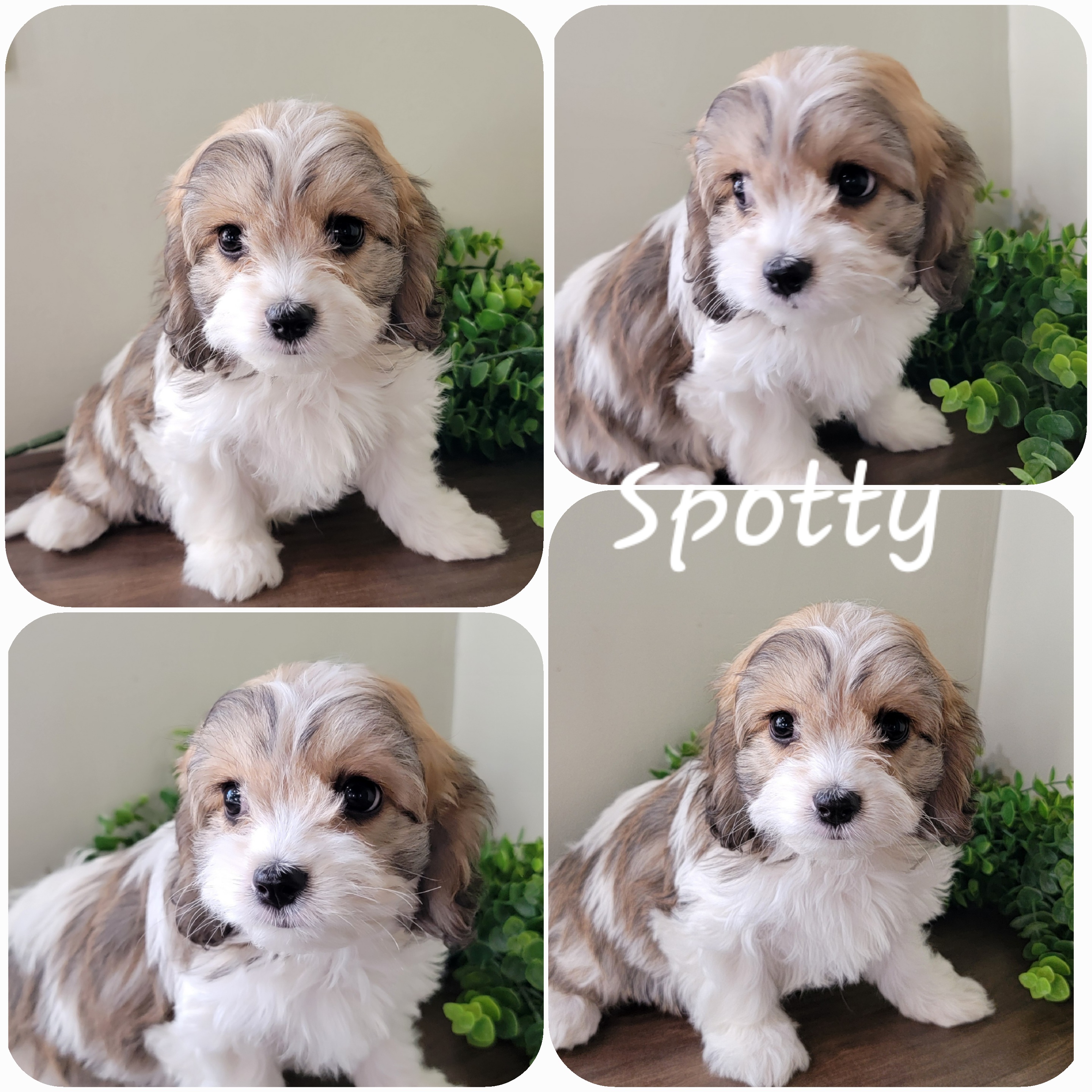 puppy, for, sale, Cav - A - Chon, Loren & Elaine  Nolt, dog, breeder, East Earl, PA, dog-breeder, puppy-for-sale, forsale, nearby, find, puppyfind, locator, puppylocator, aca